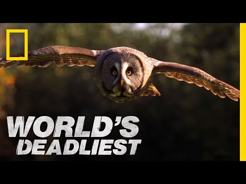 Super-Hearing Helps Owl Hunt | World&#039;s Deadliest