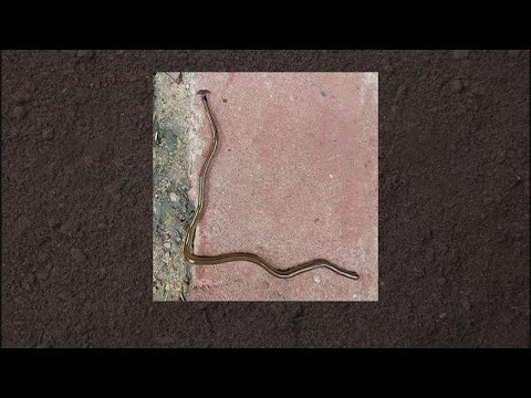Here&#039;s how to deal with toxic hammerhead flatworms in your yard