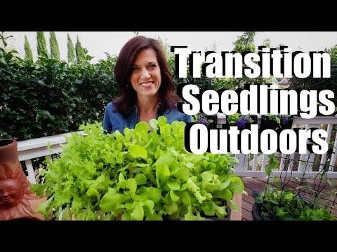 How to Transition Indoor Seedlings to Outdoors (Hardening Off) / Spring Garden Series #3