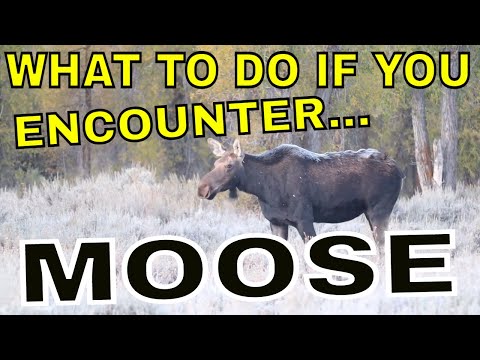 WHAT TO DO IF YOU ENCOUNTER A MOOSE!!!