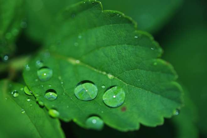 dew on plant leaf