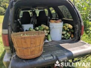 harvest in the back of a pickup truck