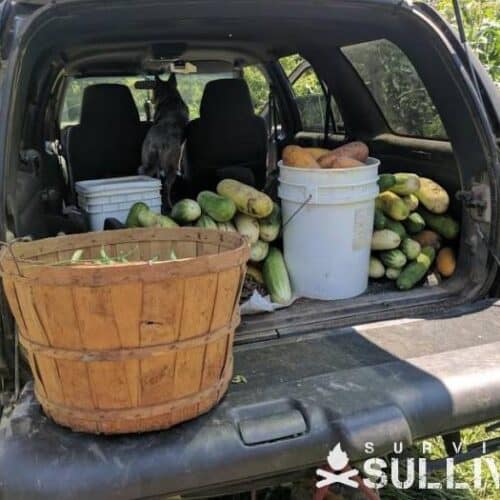 harvest in the back of a pickup truck