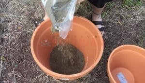adding sand to the larger clay pot
