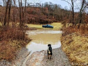 dog looking at pick-up truck across flooded road