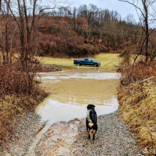 dog looking at pick-up truck across flooded road