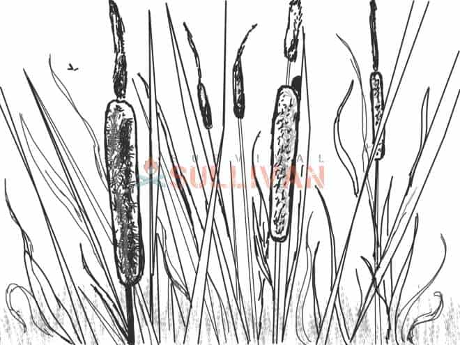 cattail drawing