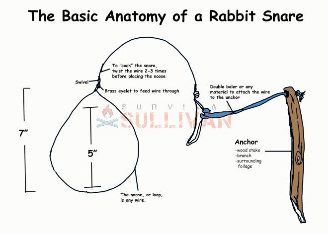 basic snare anatomy