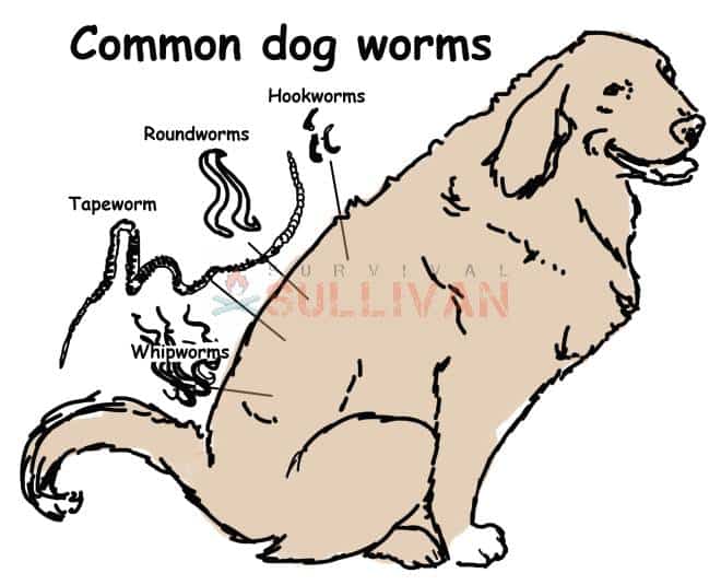common dog worms