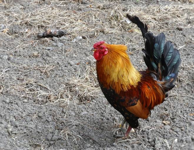 new hampsire rooster