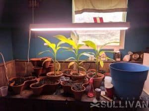 plants on a wooden table under grow lights