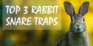 Top 3 Rabbit Snare Traps