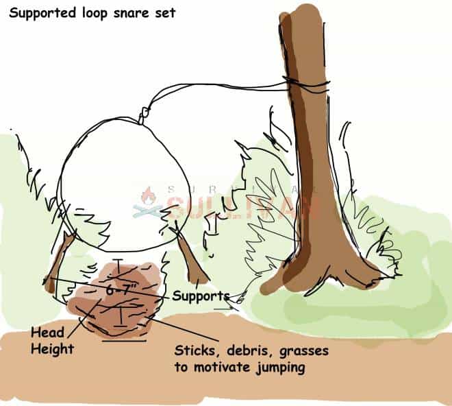 supported loop rabbit trap