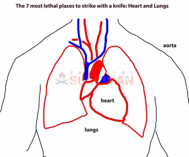 Heart And Lungs Diagram