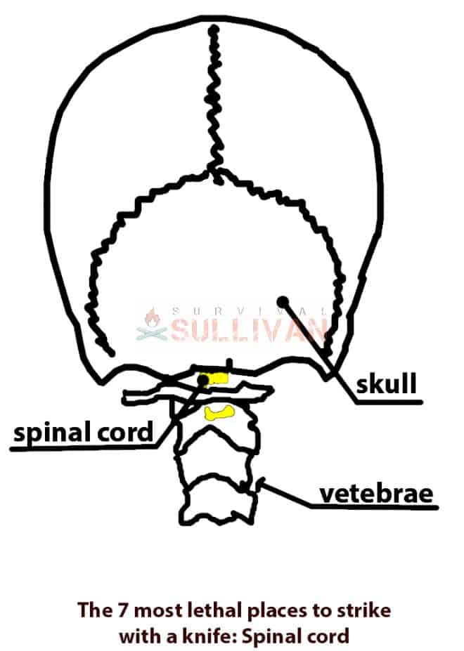 neck spine