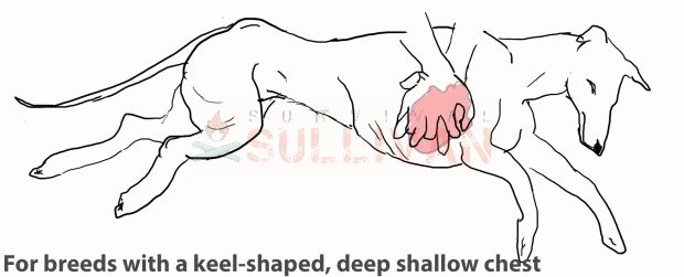 dog 2 shallow chest type