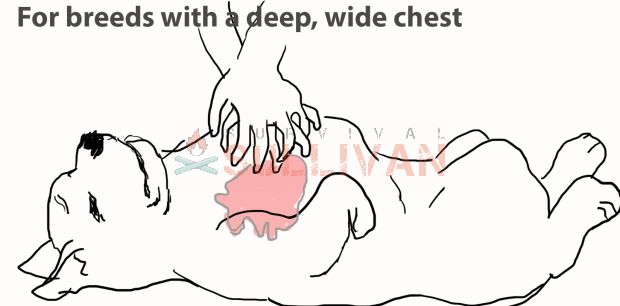 dog deep wide chest type