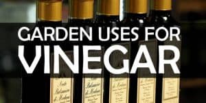 garden uses for vinegar