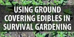 ground-covering edibles featured image