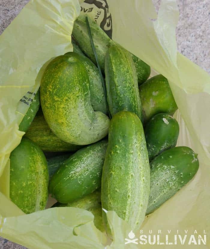 harvested cucumbers in plastic bag