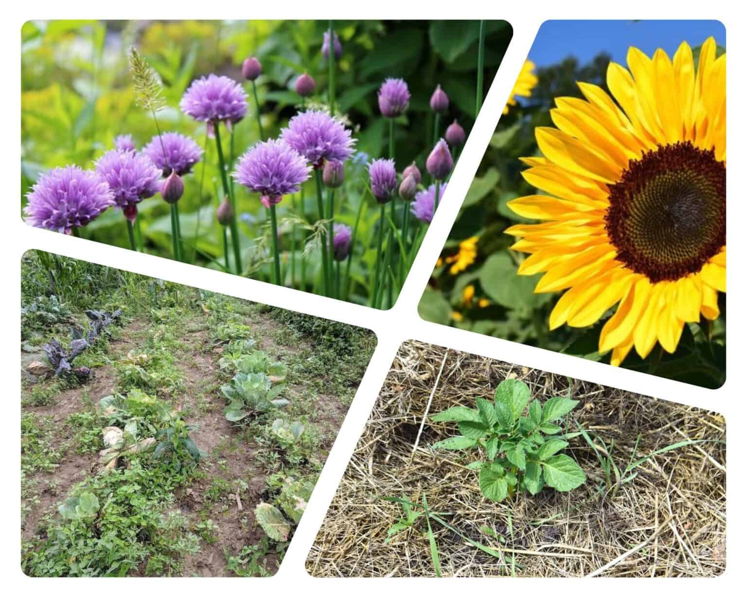 31 Best Survival Plants for Preppers