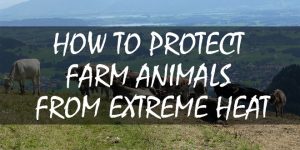 protect animals from extreme heat logo