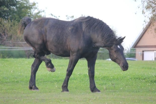 percheron horse