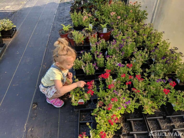 little girl tending to flowers in planters