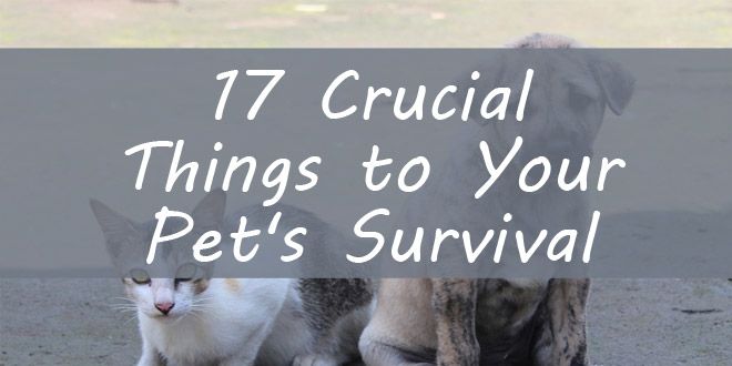 pet survival featured image