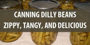 canning dilly beans featured image