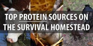 23 Best Protein Sources for Survival