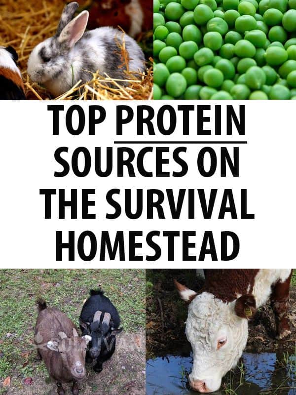 top protein sources pinterest
