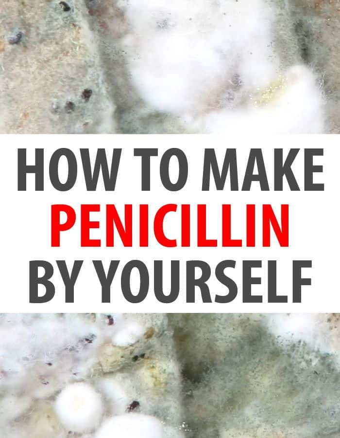 how to make penicillin pinterest
