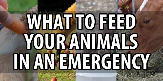 what to feed animals featured