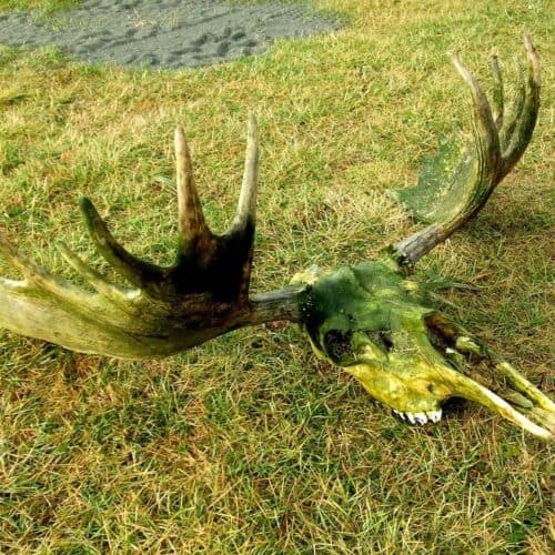 moose antler on grass