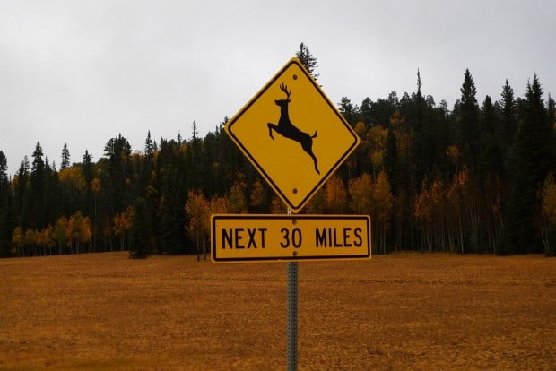 animal collision road sign