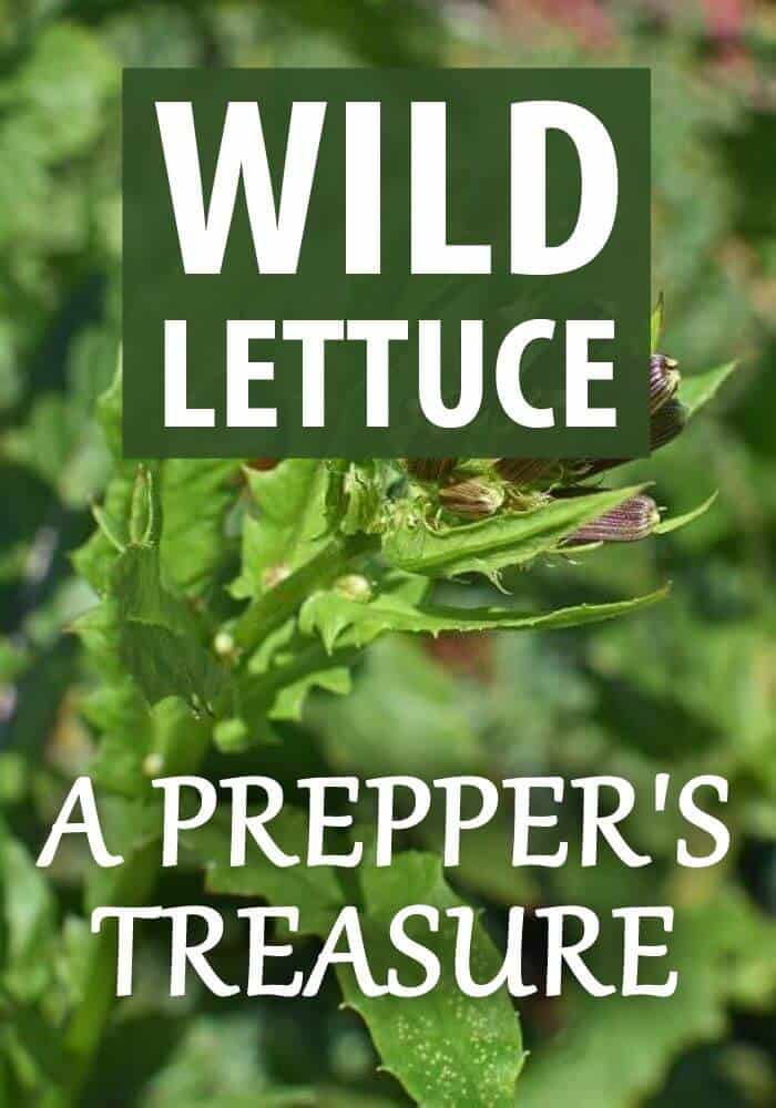 wild lettuce