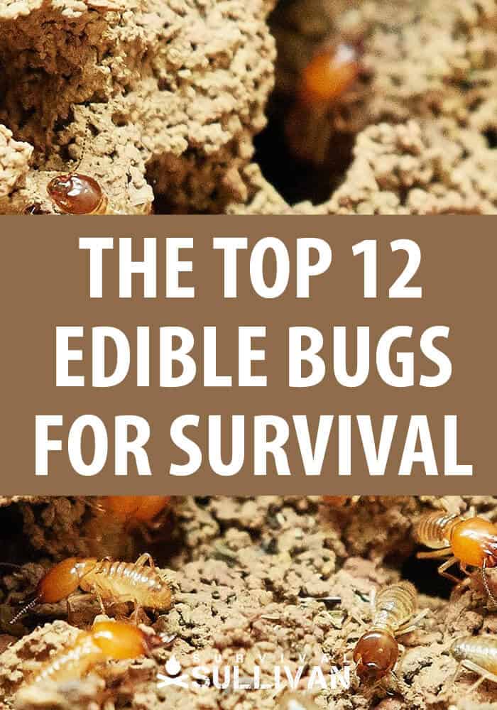 edible bugs for survival