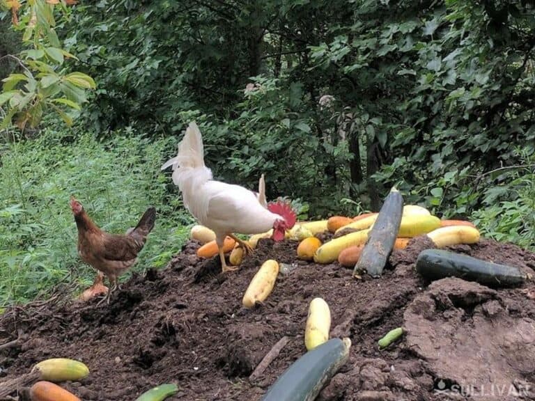 free-ranging chickens on compost heap