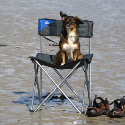dog on camping chair