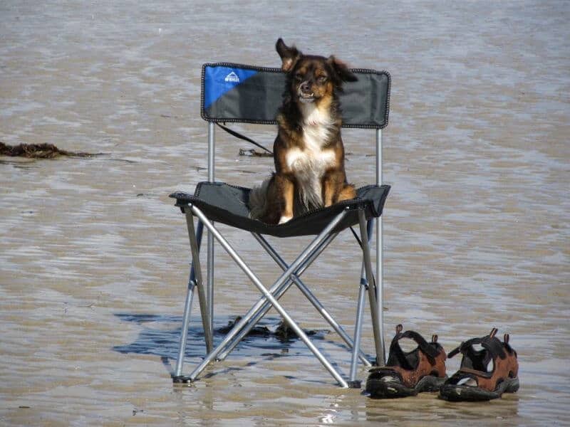 dog on camping chair