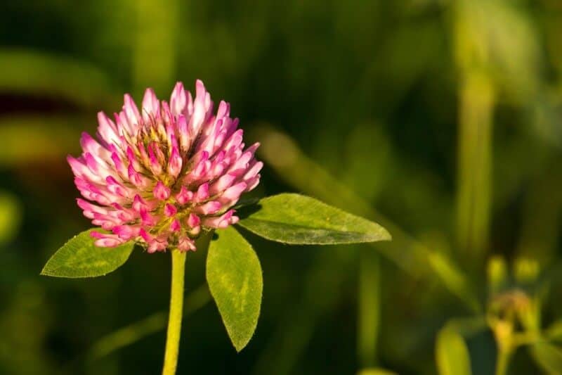 red clover close-up