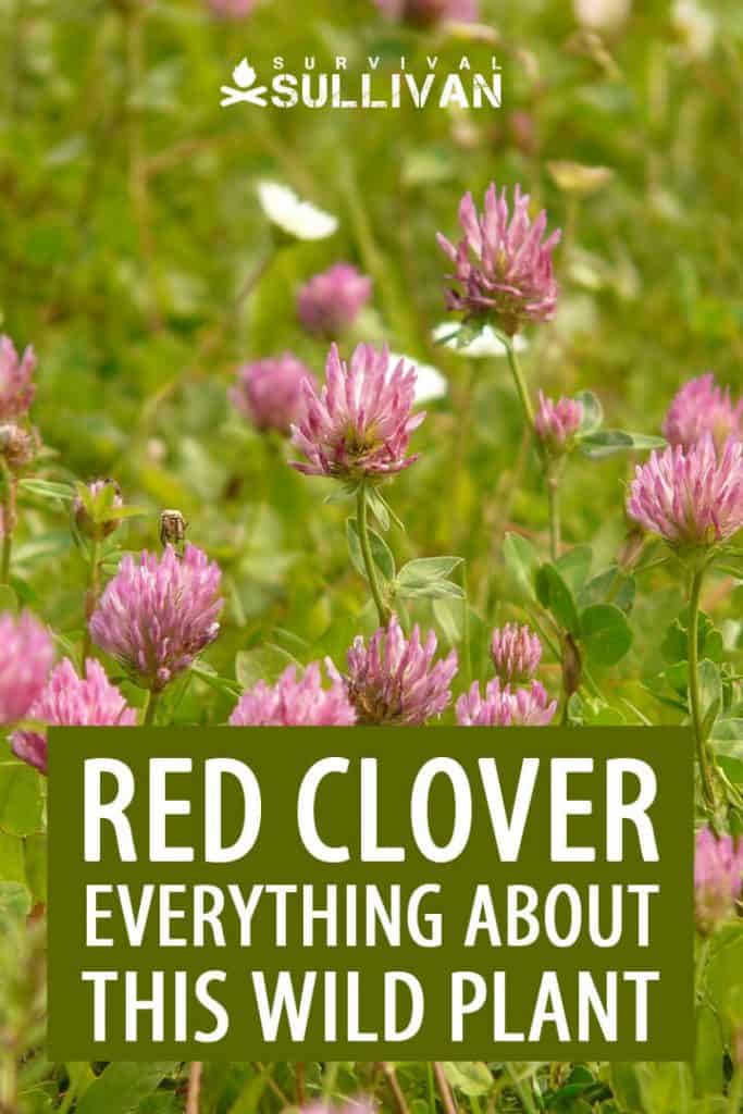 red clover pinterest image