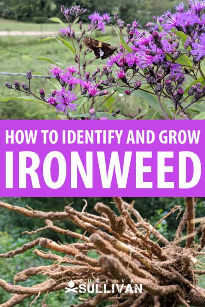 ironweed pinterest
