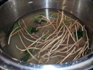 ironweed root and leaves in pot full of water