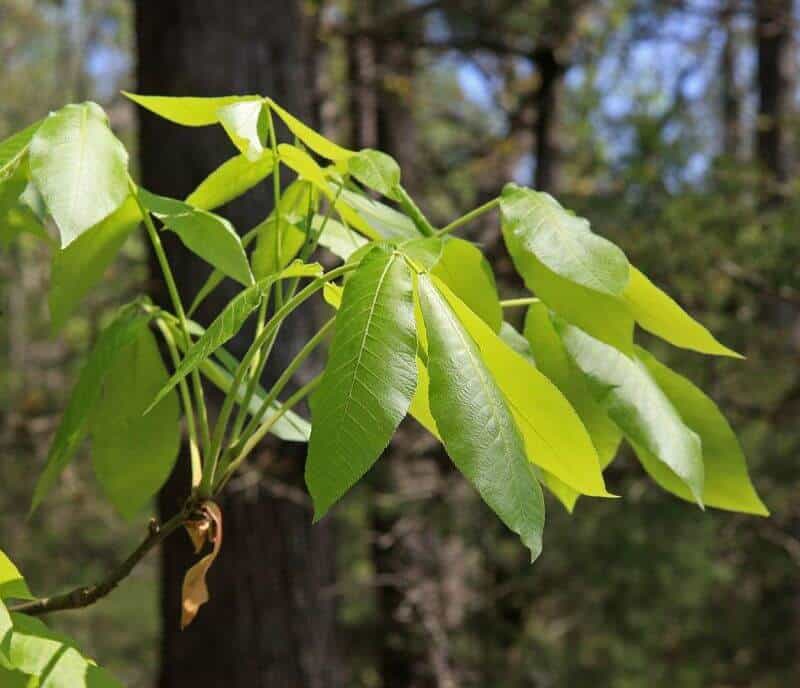 Shagbark Hickory Tree leaves