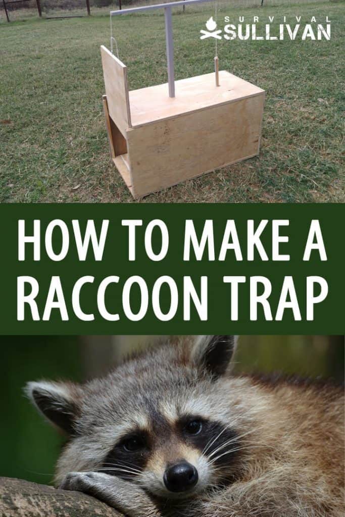 raccoon trap Pinterest image