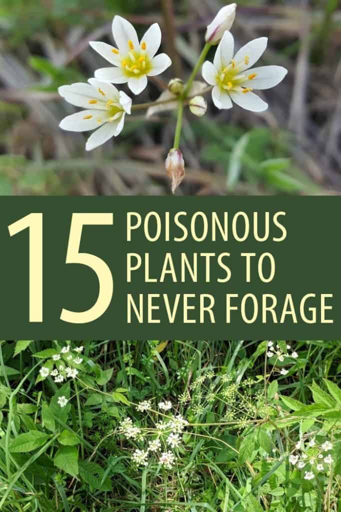 poisonous plants Pinterest image