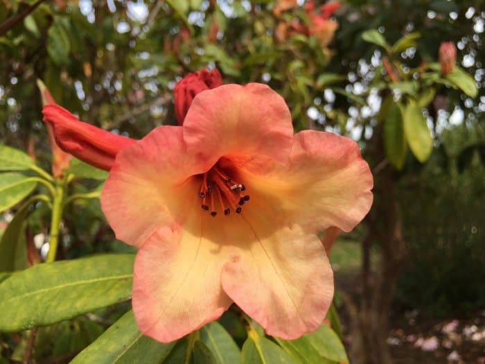 rhodendron flower