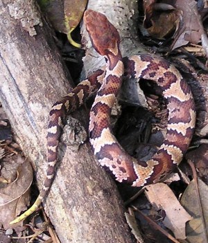 Water Moccasin snake